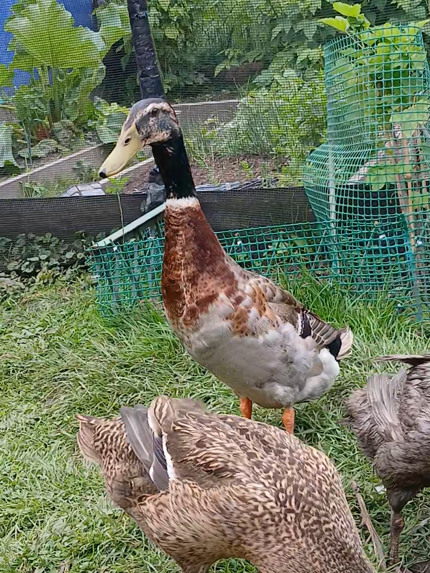 @Kaczogród u Milki🦆🦆🦆🦆