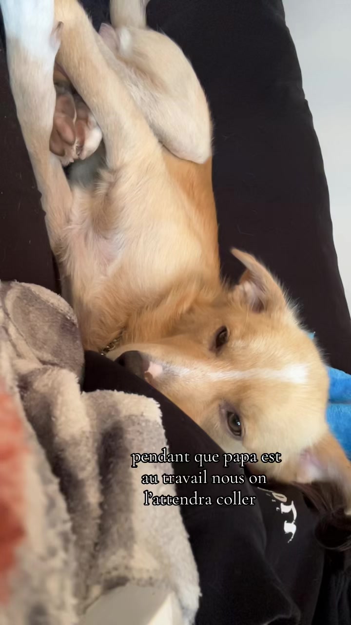 @Tanuki_Loki