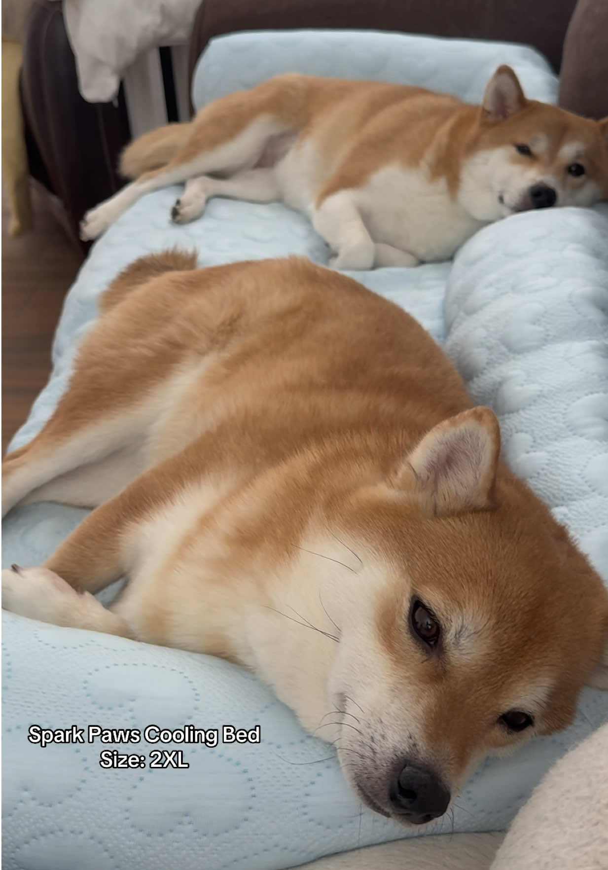@Flock of Shibas 🐕🐕🐕