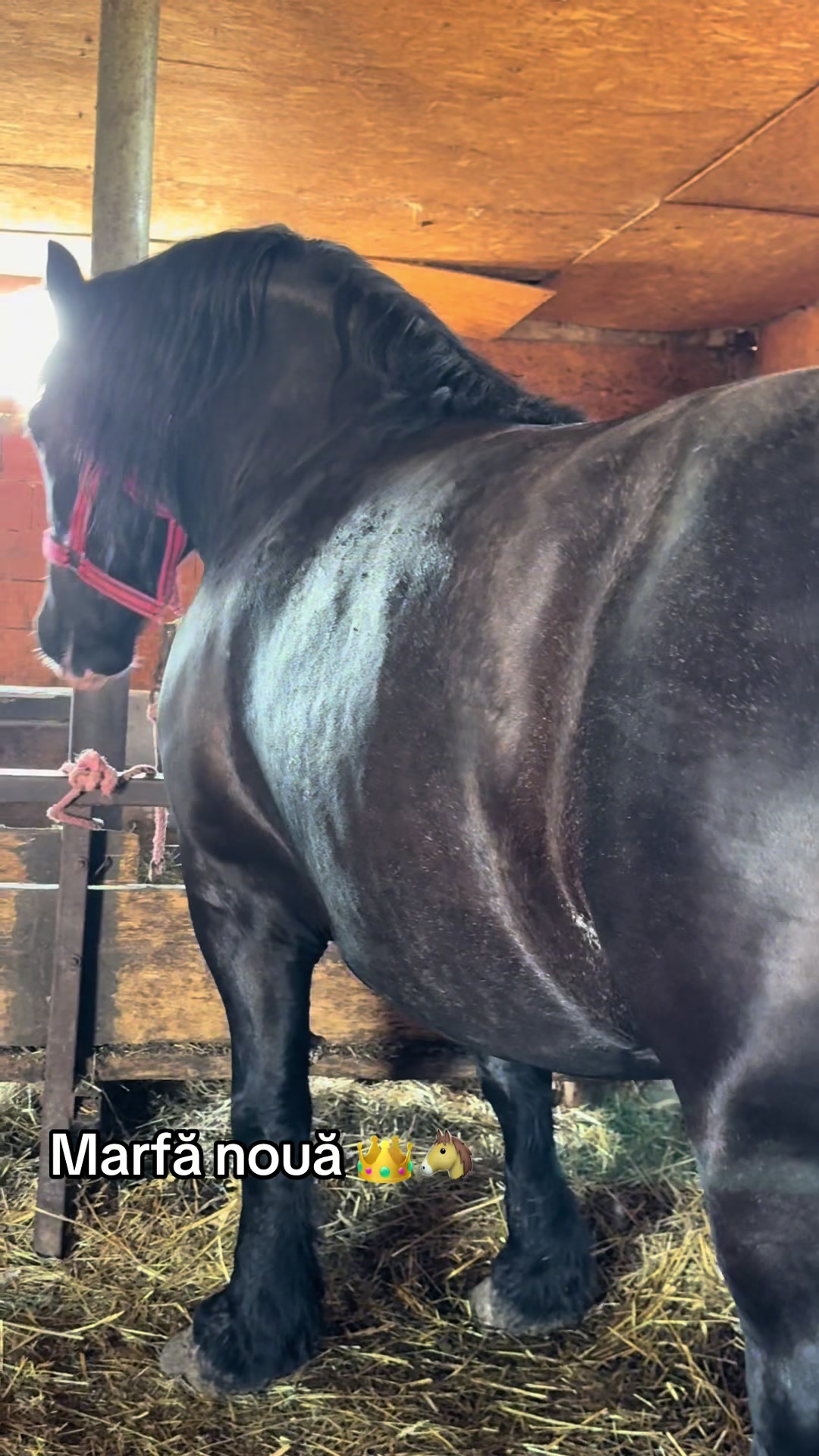 @🐴Spartanu🐴