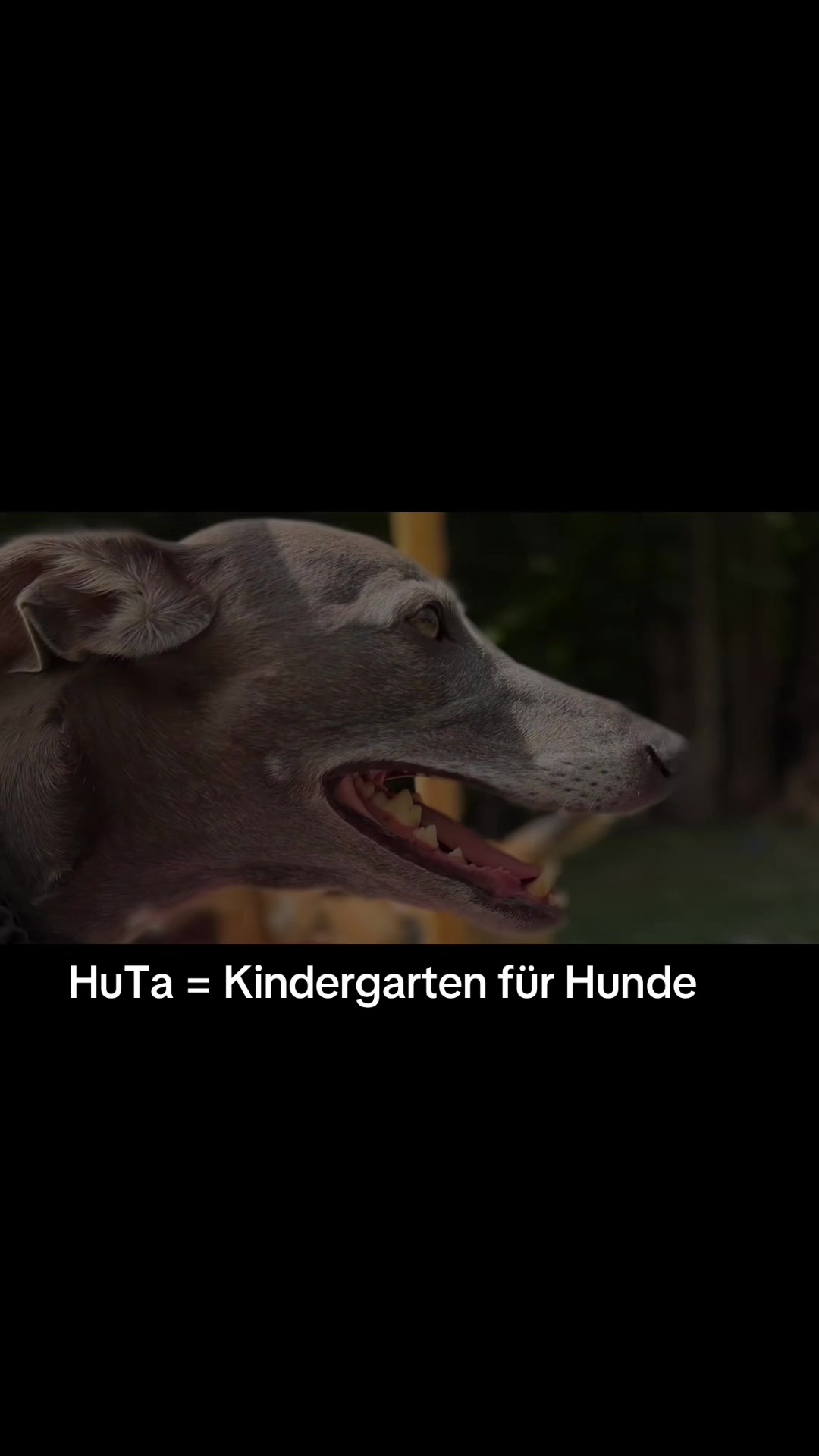 @Olesia &bull; Hundezentrum Lapki