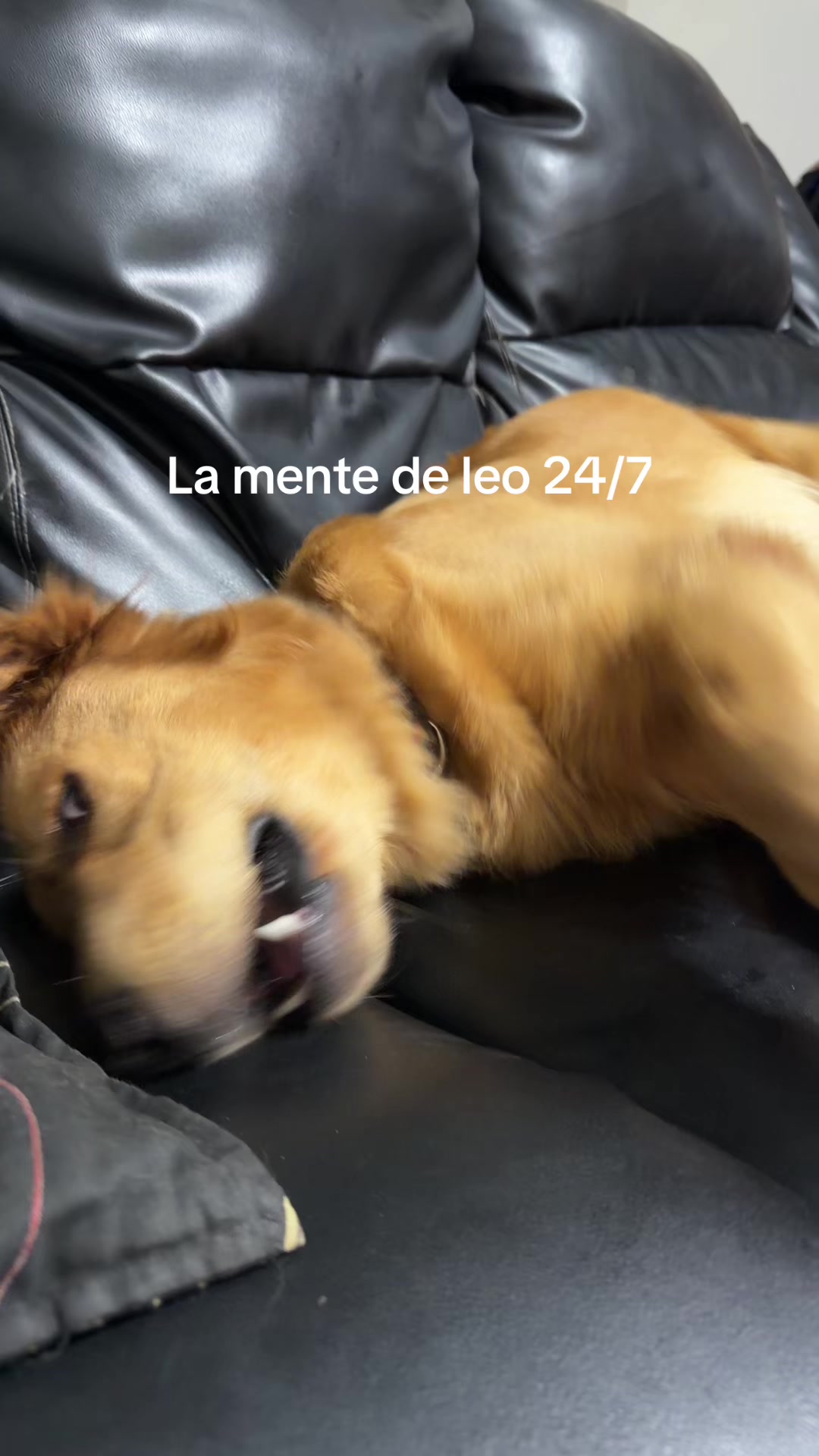 @Dog’s life 🐕