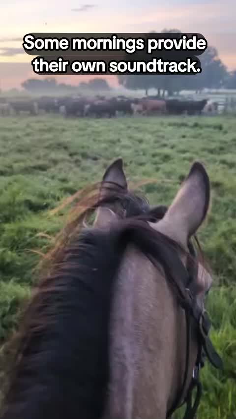 @Duyn Equine Horse Training