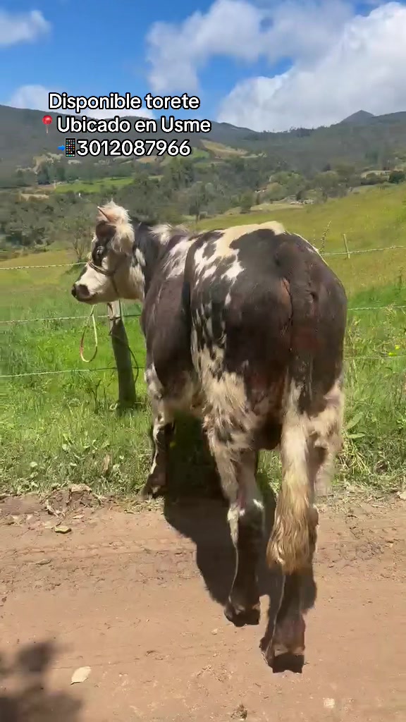 @Ganaderia San Jose 🐄