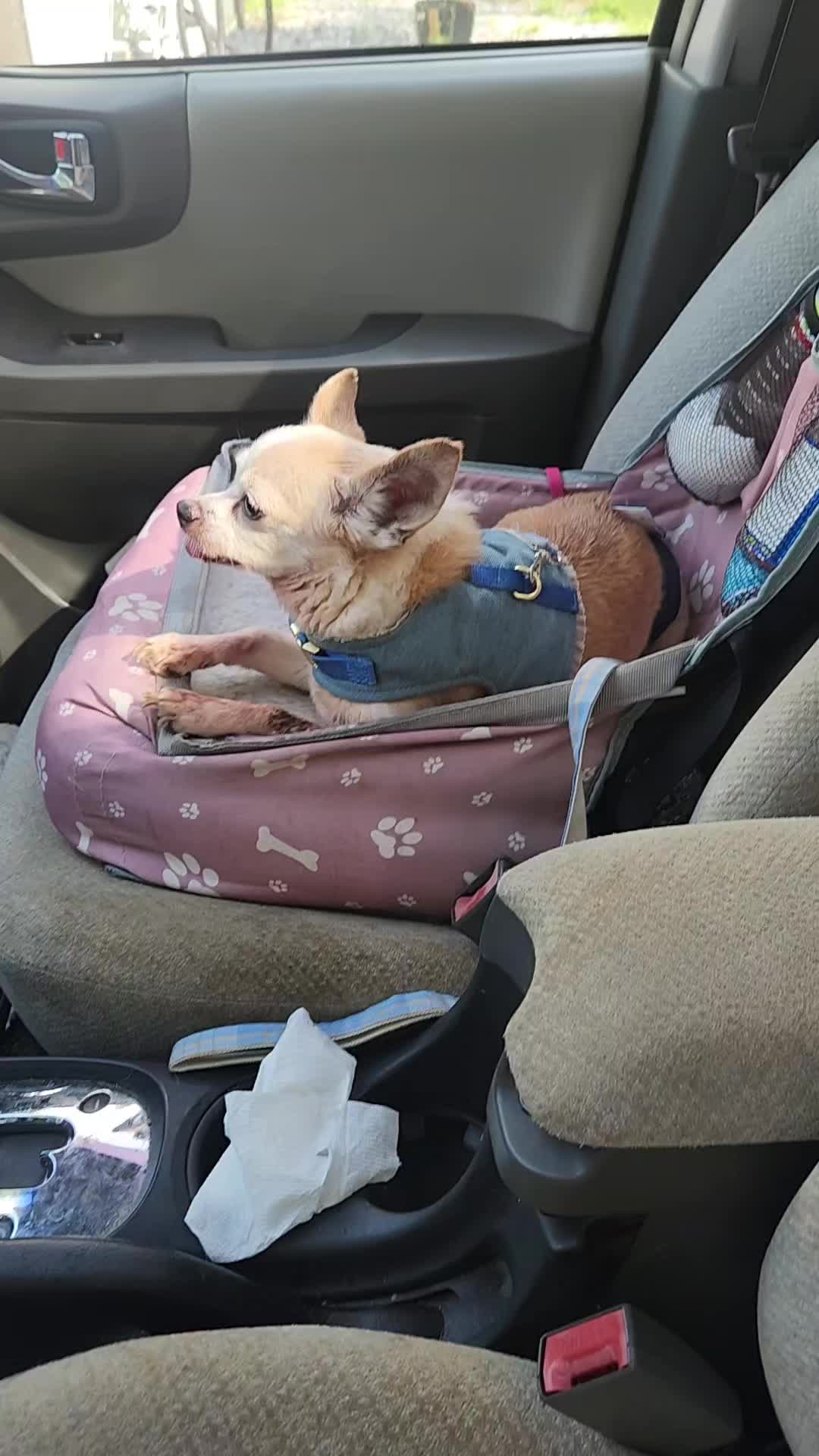 @willie_the_grumpydog