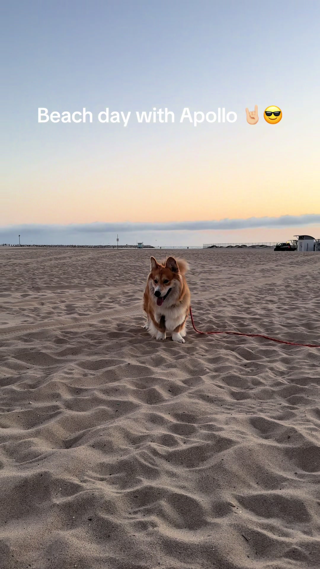 @apollothecorgimute