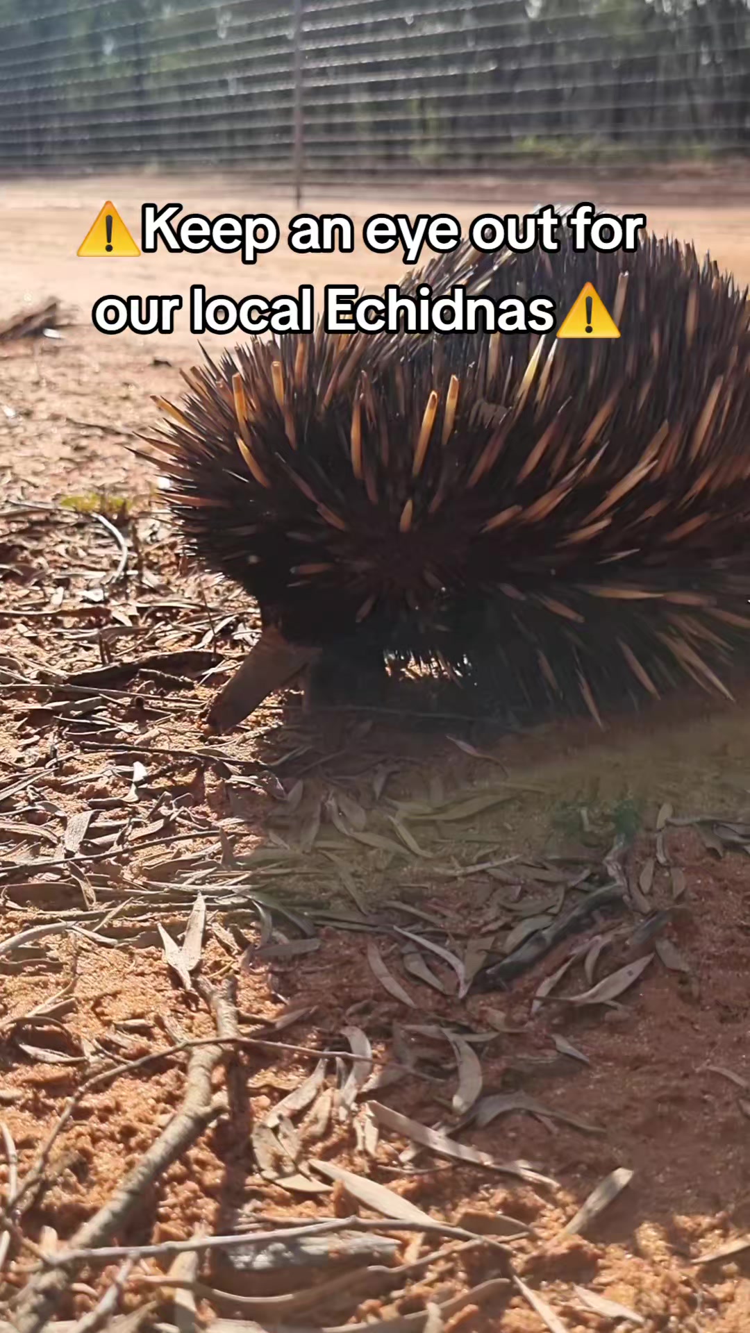 @SM Wildlife