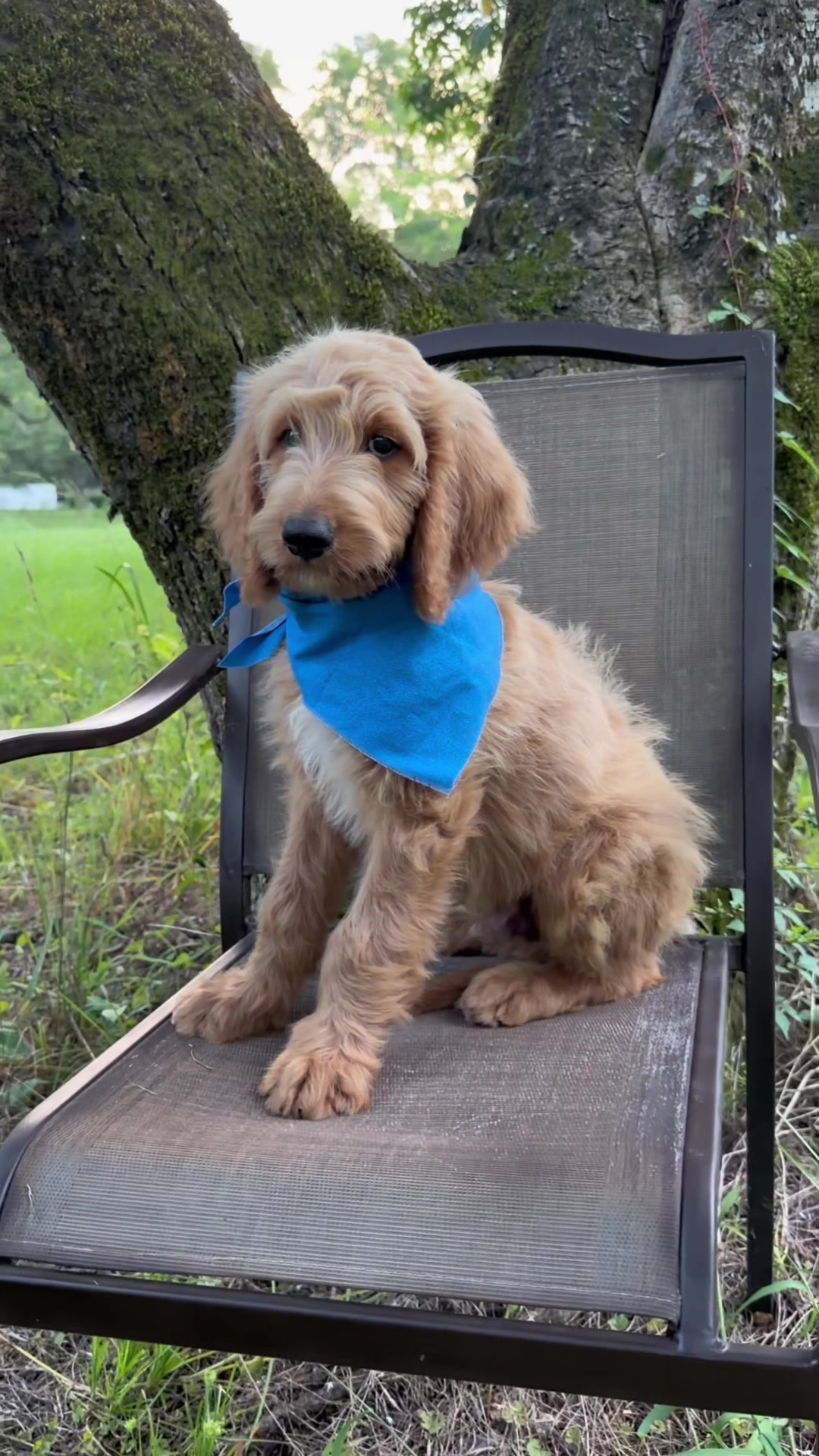 @atlantadoodlesandpoodles