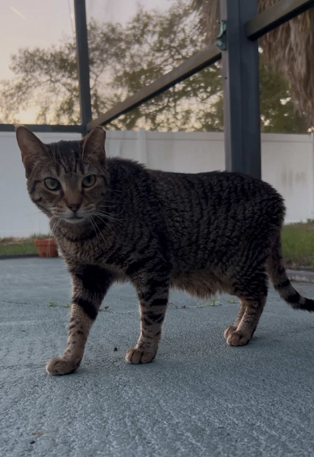 @Cat