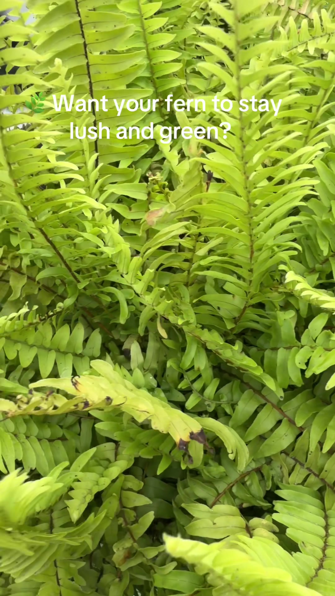 @Fauzia garden Lover