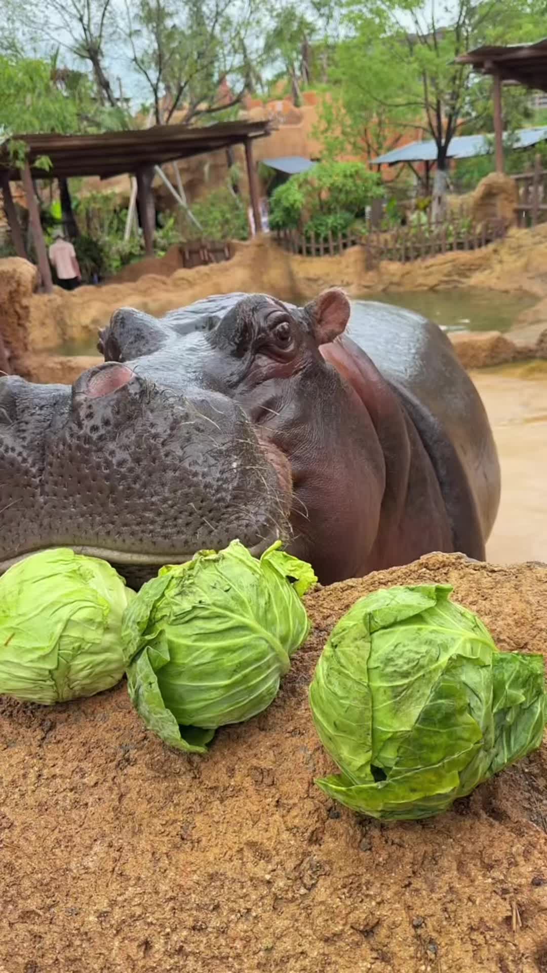 @Hippo