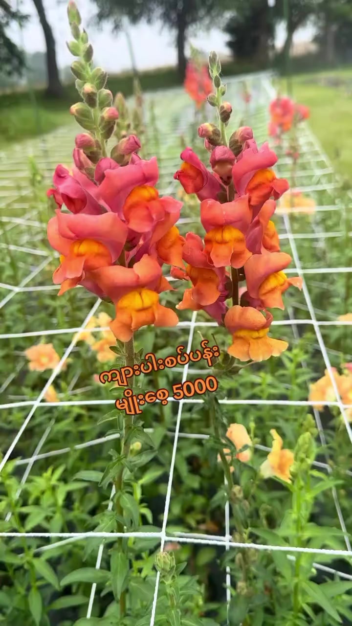 @Floral Village