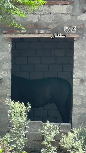 @رئیس خان 🌙