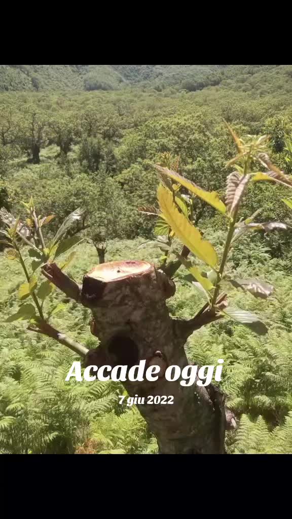 @Gio Mansi