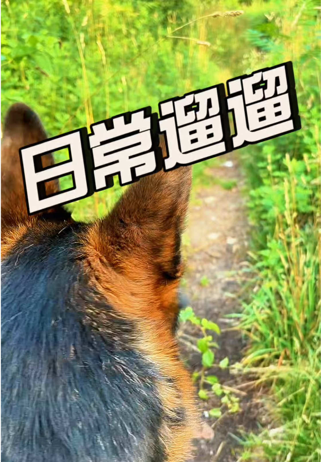 @Ginger-金橘德牧