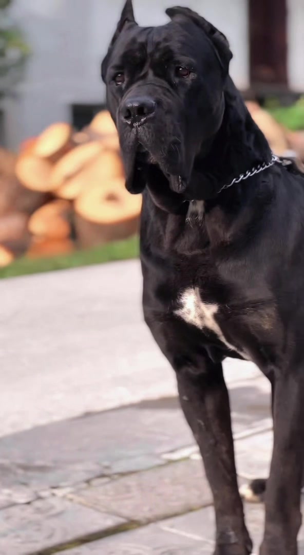 @CANE CORSO CLUB