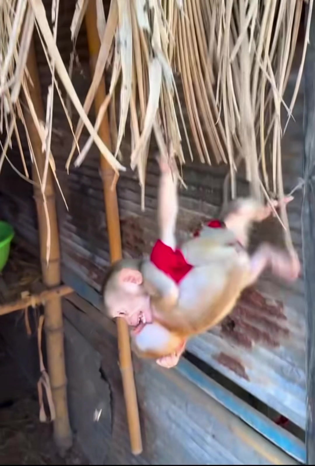 @monkey masaou1234