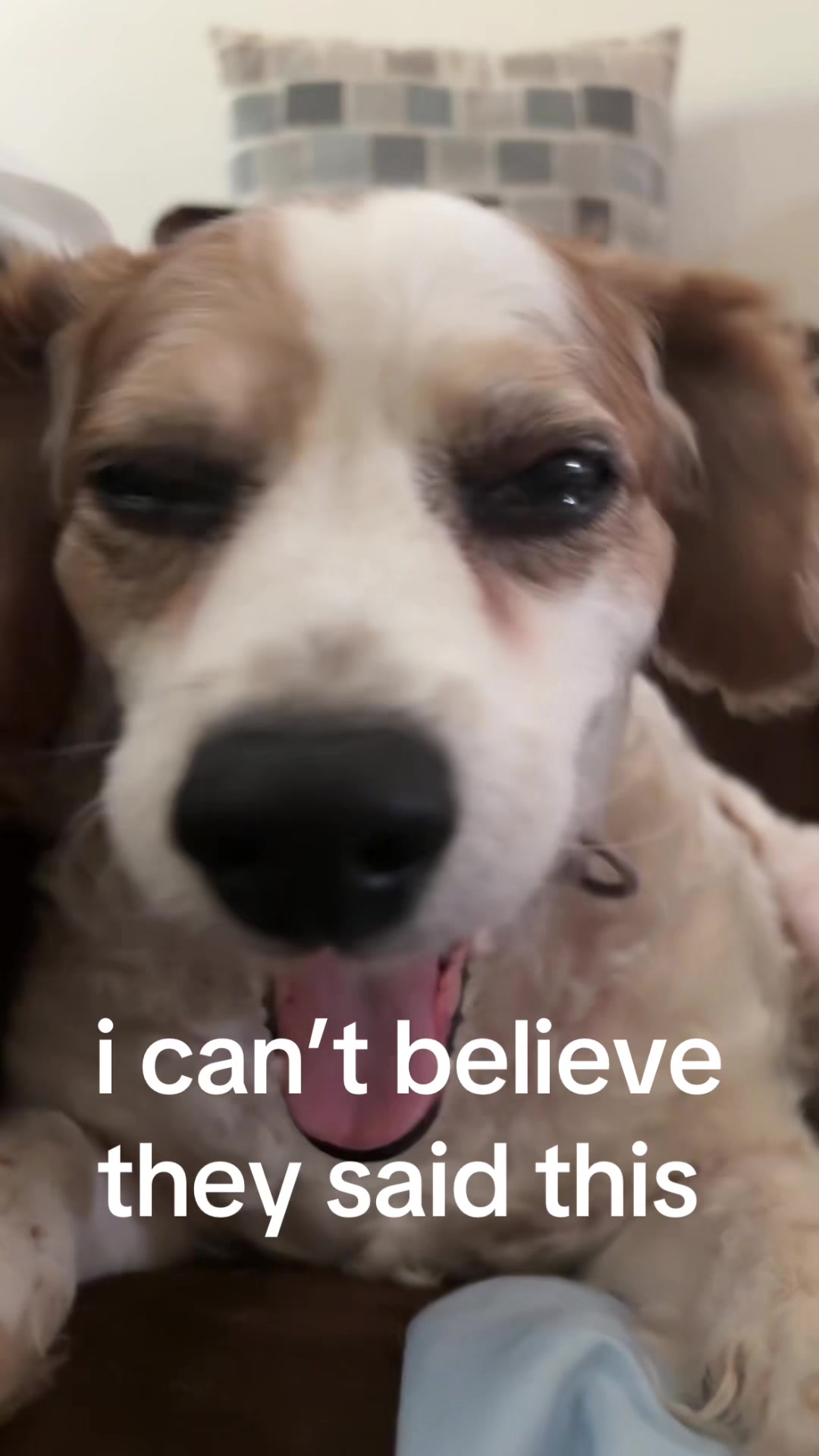 @bella