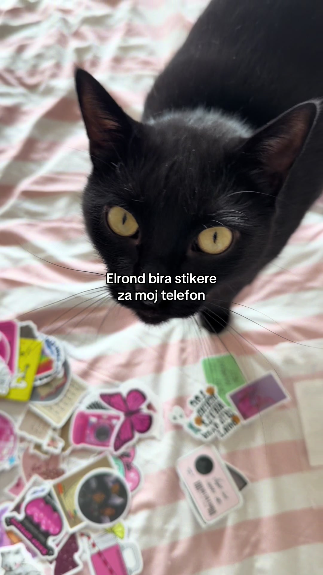 @Nymeria