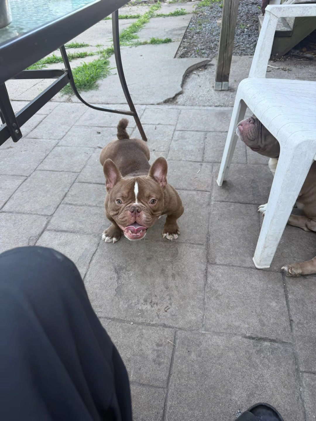 @killerhallkennel