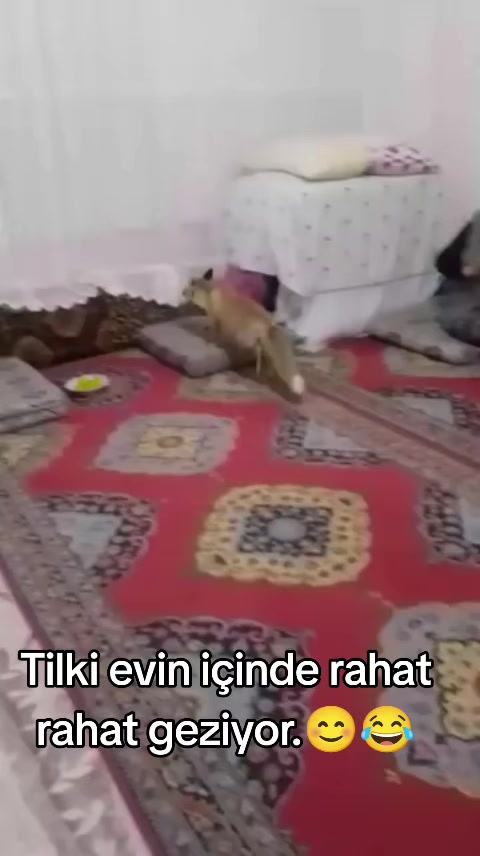 @Orhan &ccedil;etinkaya