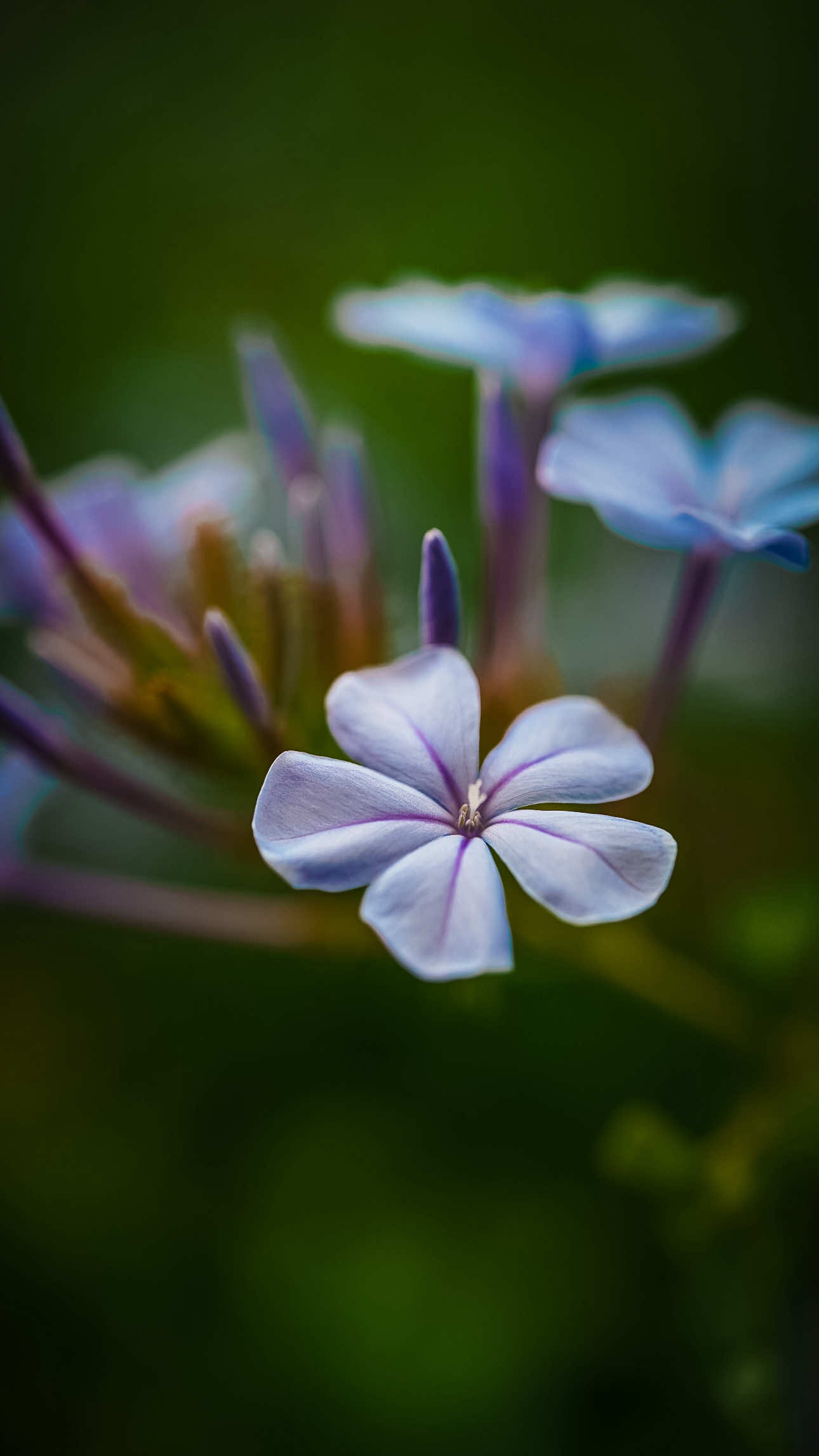 @𝑻𝒂̂𝒏 𝑻𝒉𝒊