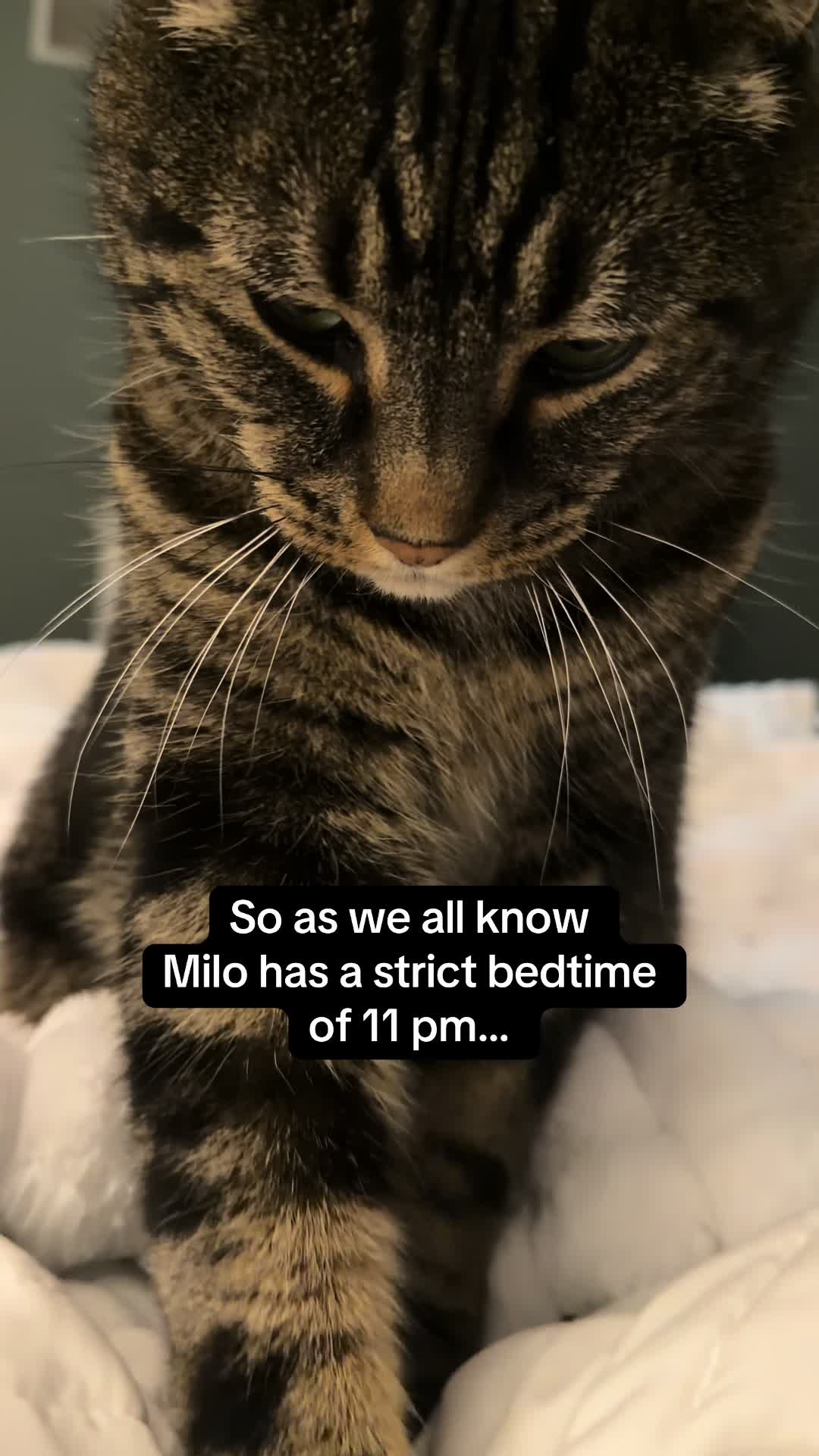 @Milo The Chonk