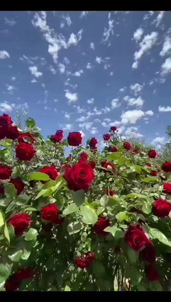 @واثقه بالله