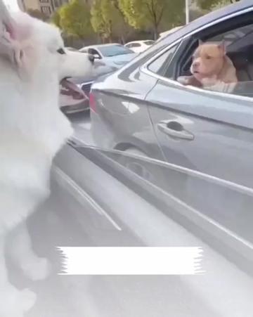 @Funny Videoss