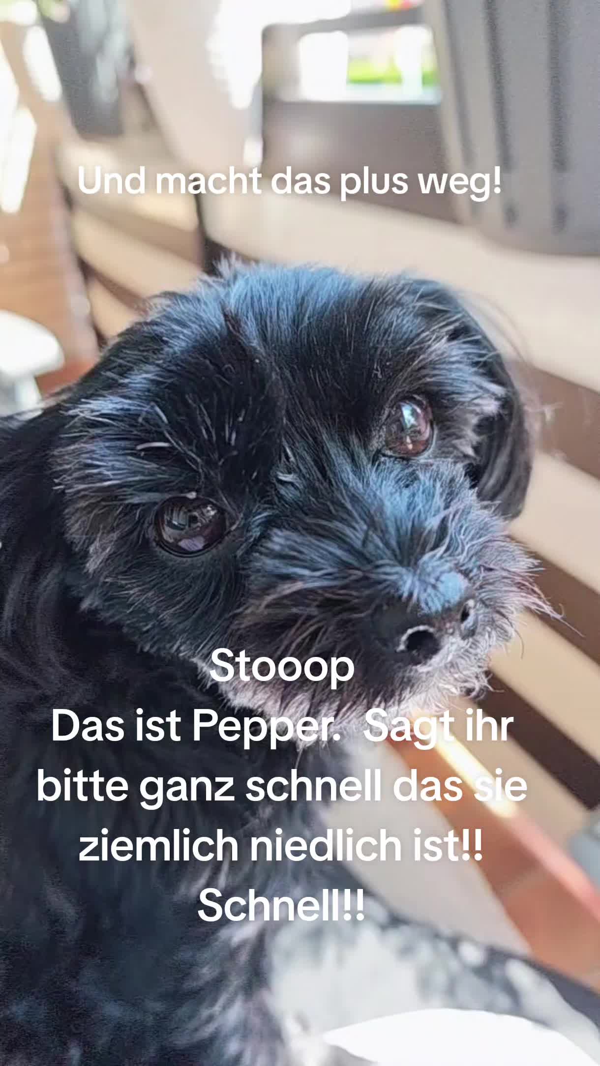 @P&ouml;ppi