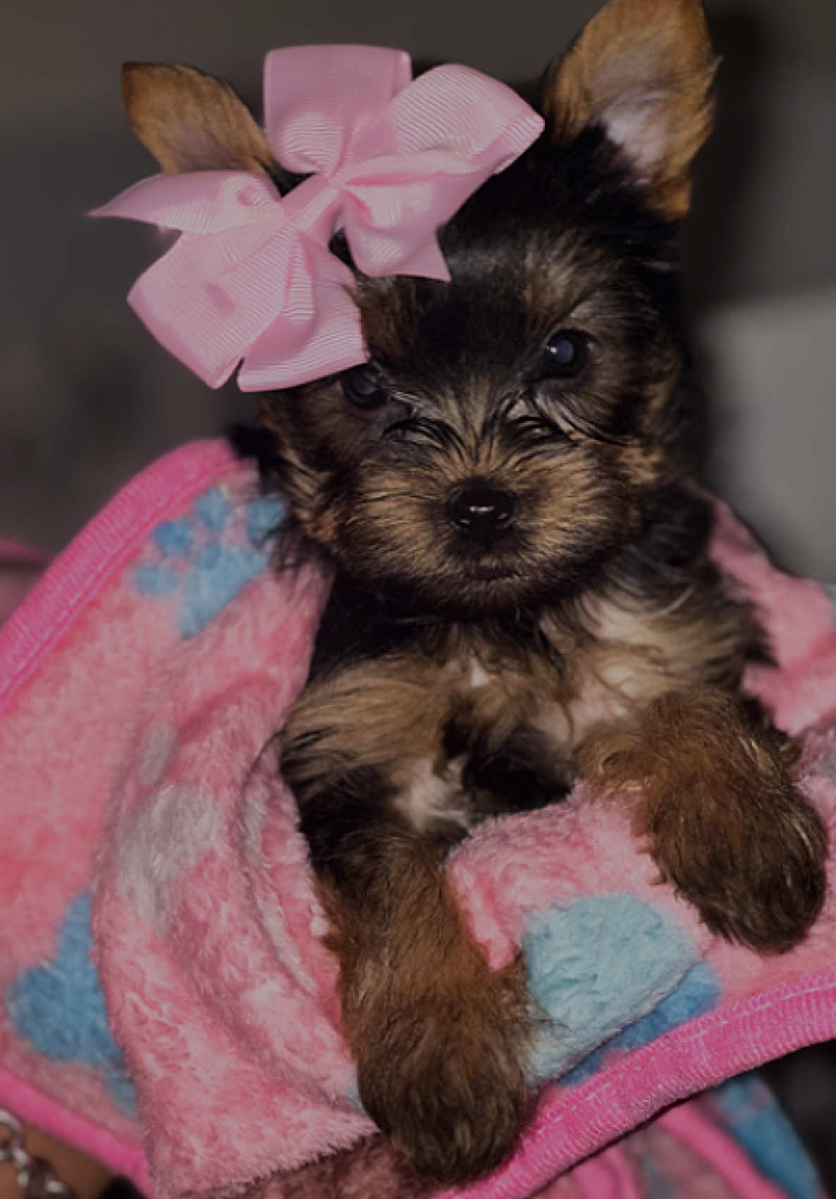 @RedBeautyYorkies🐾