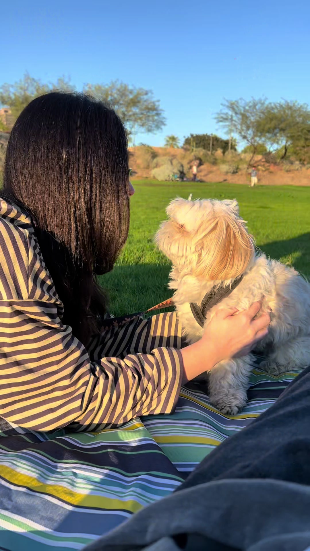 @Hugh the Shih Tzu