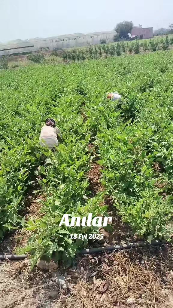 @Ayşe