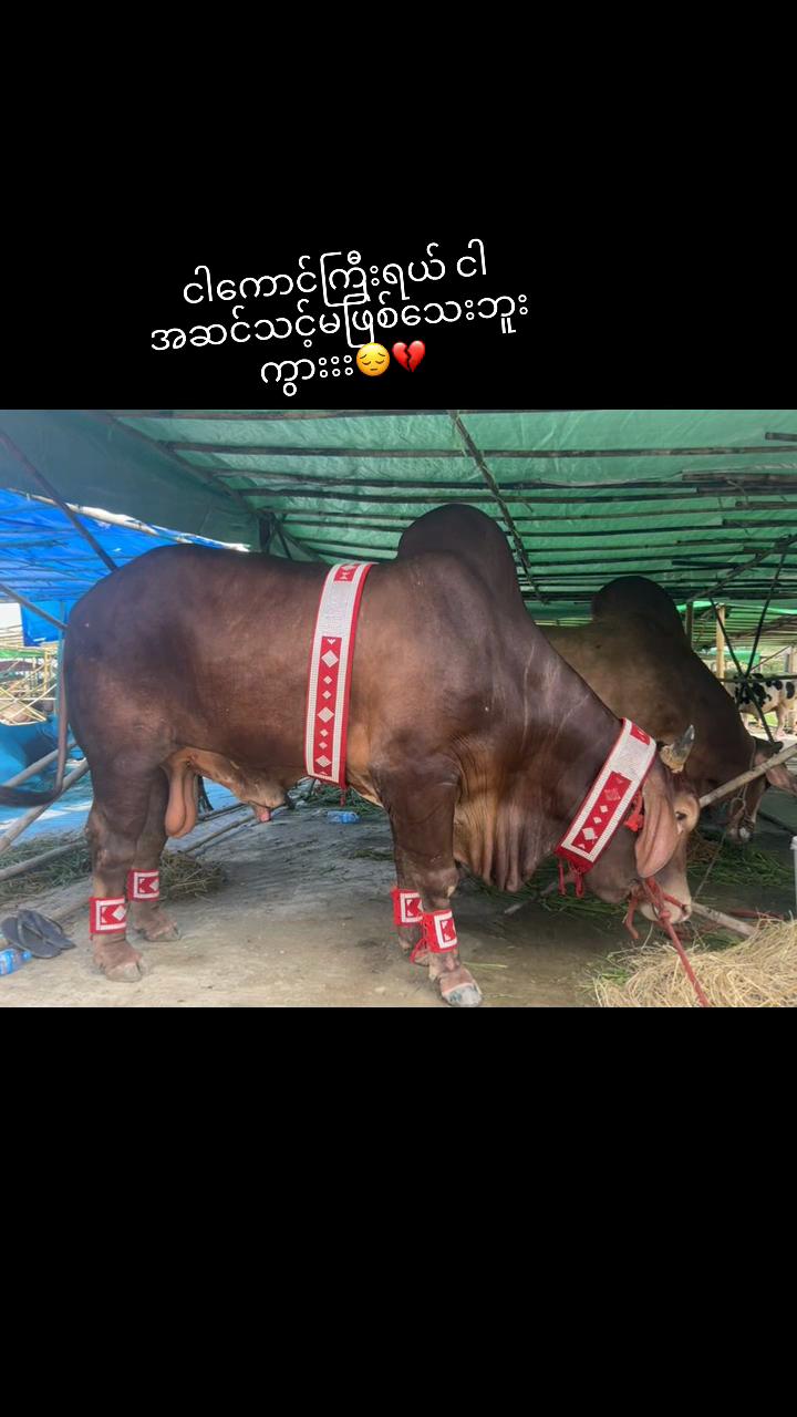 @Hein jr🤙88
