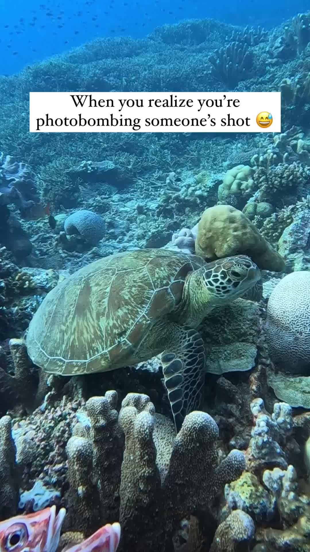 @Scuba Diving with Ara