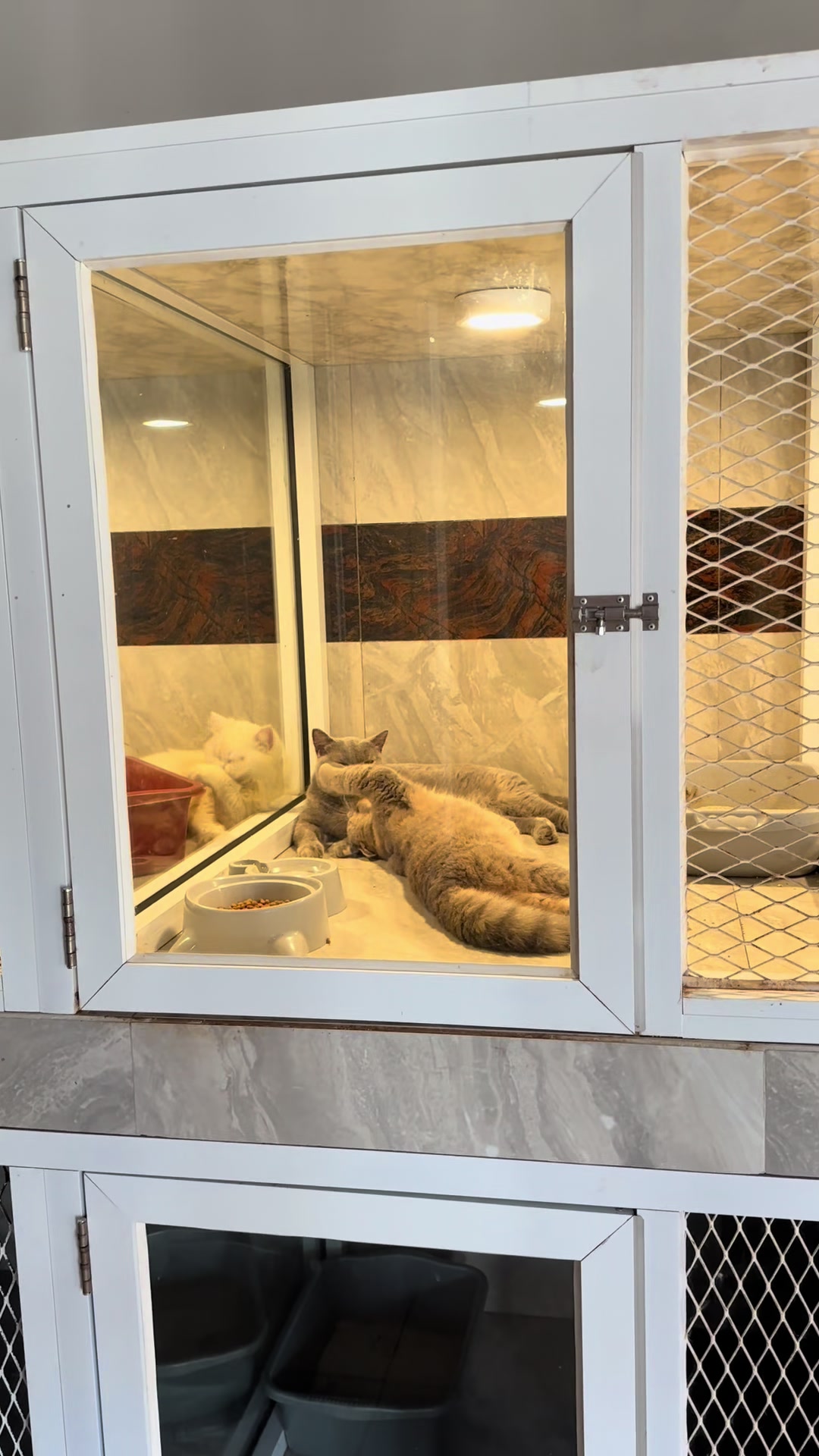 @FaenCattery