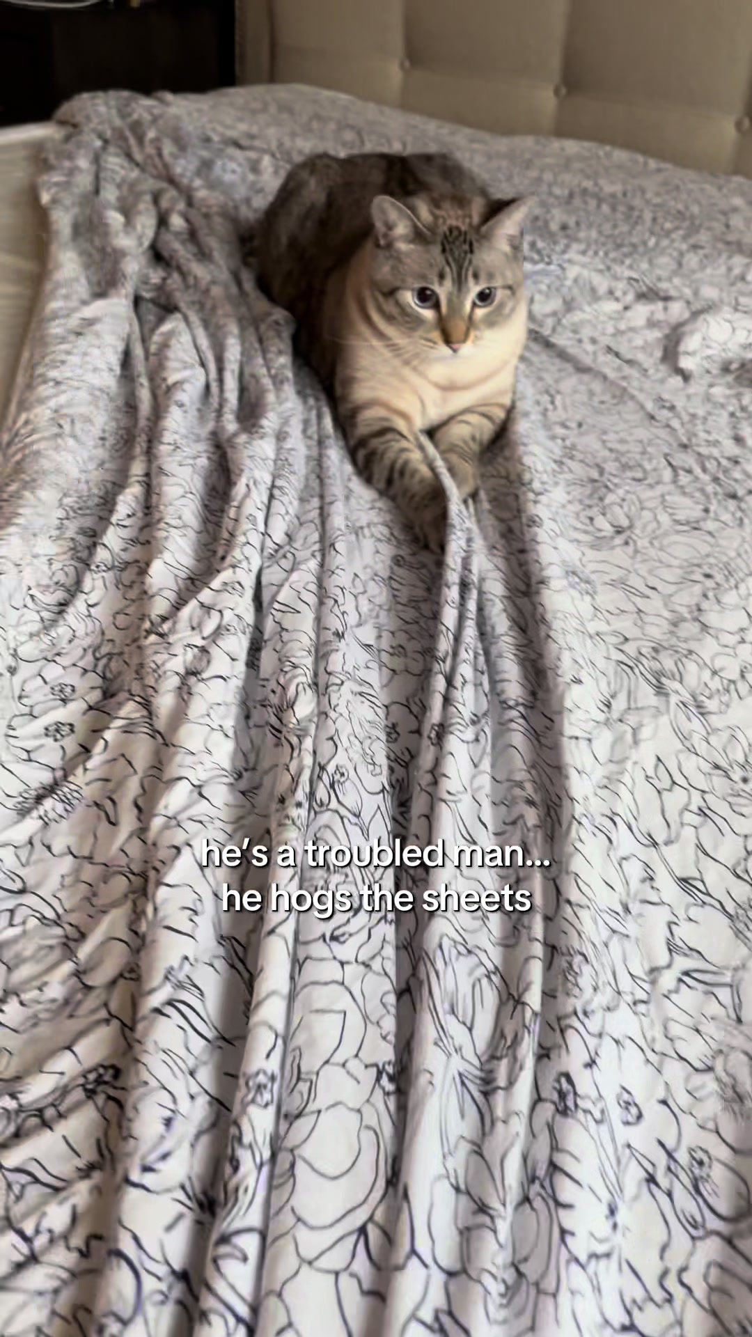 @furtastic4cats