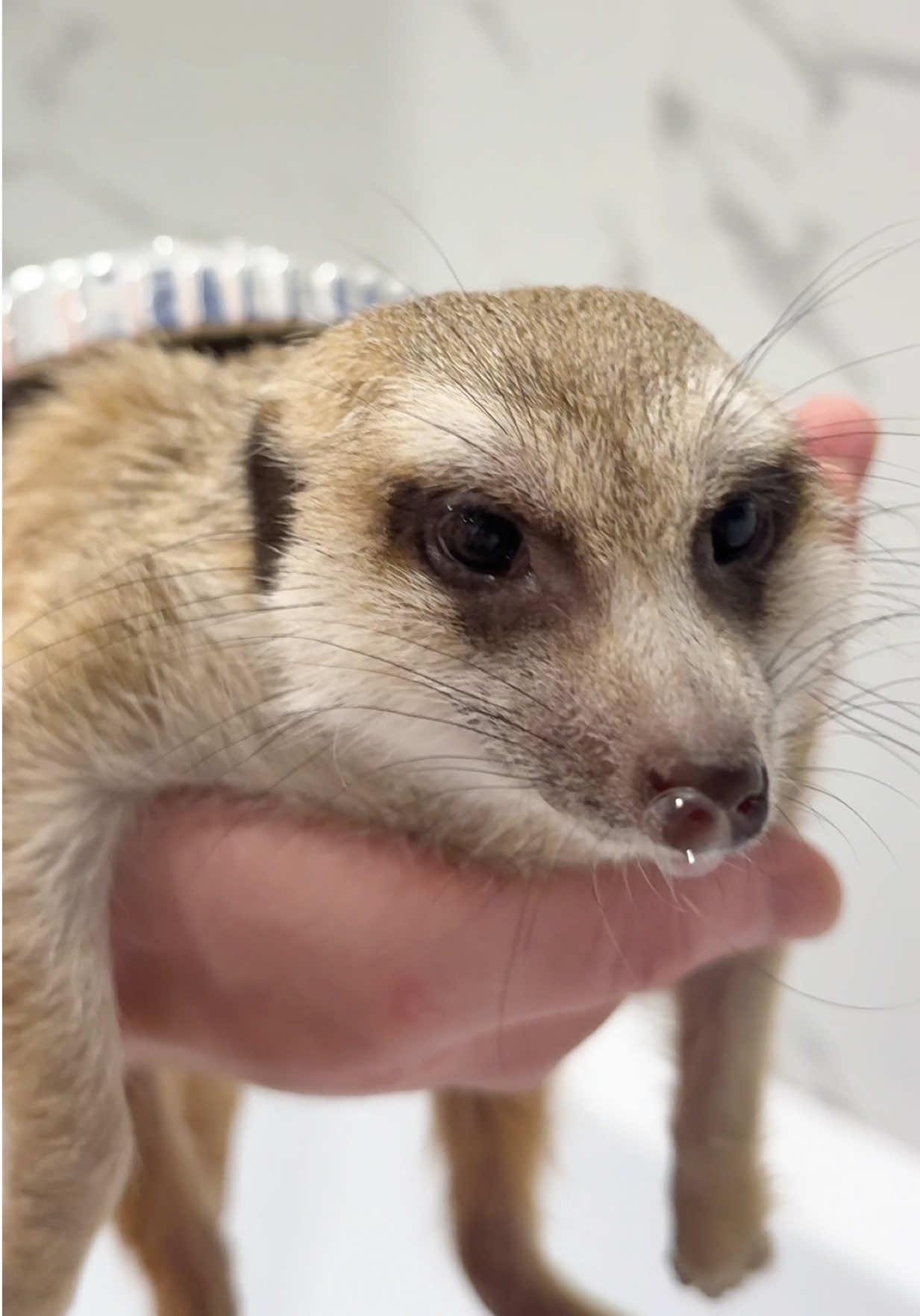 @TIMON THE MEERKAT
