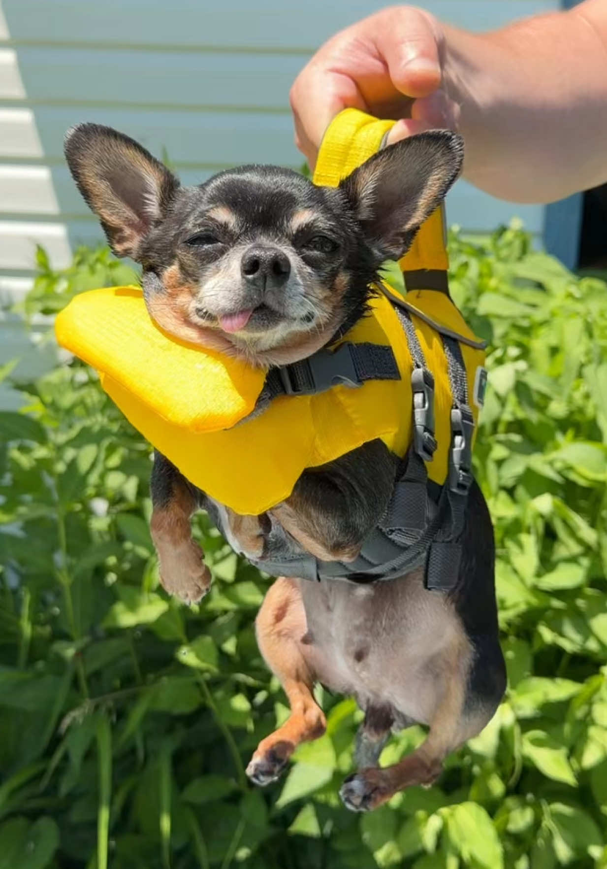 @Tiny Chihuahua Cedric & Maya