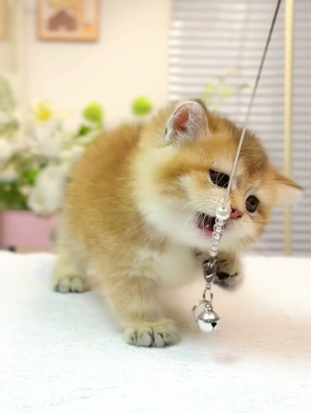 @fuyncats