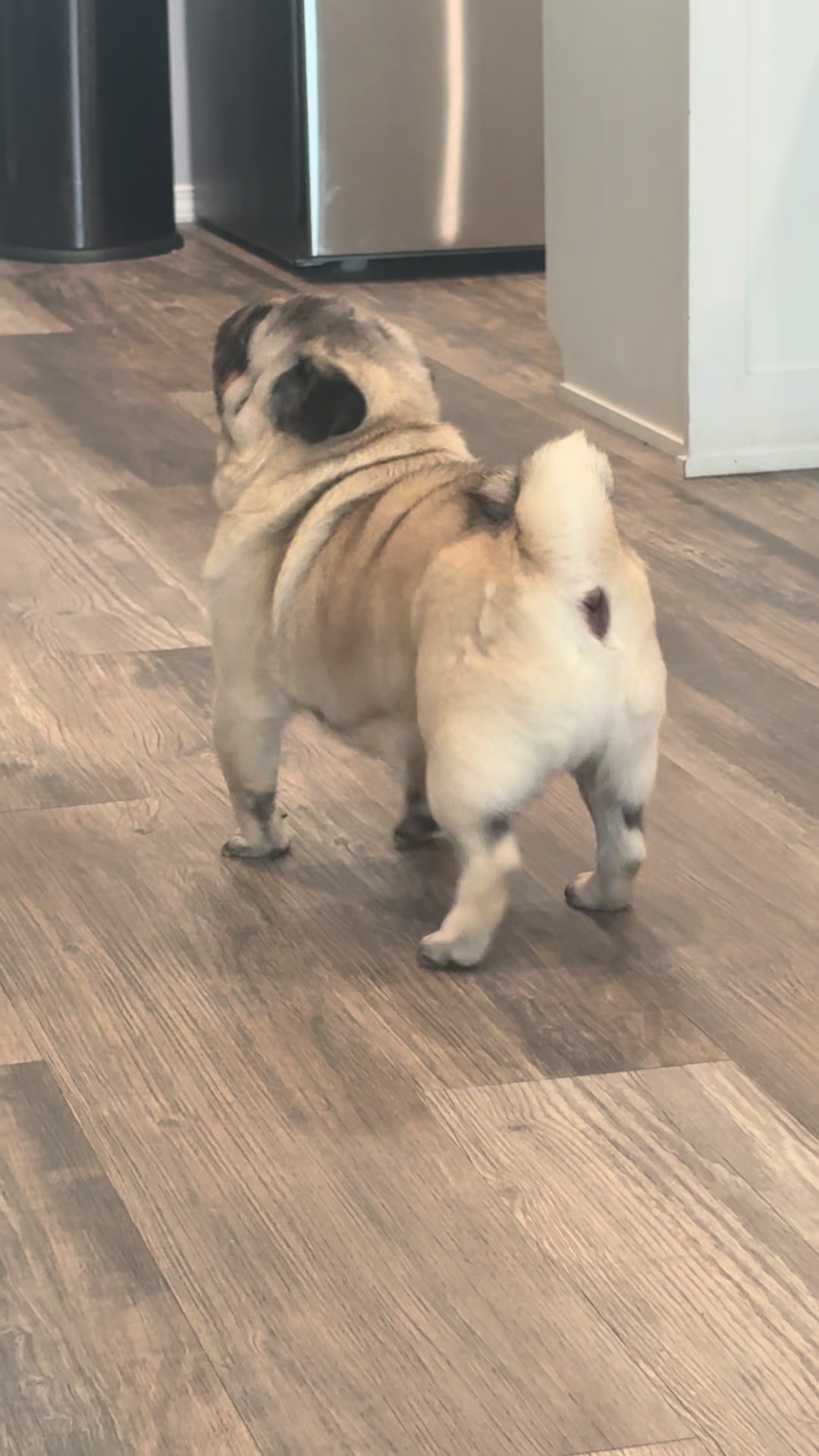 @Rocki the Pug ๐ถ
