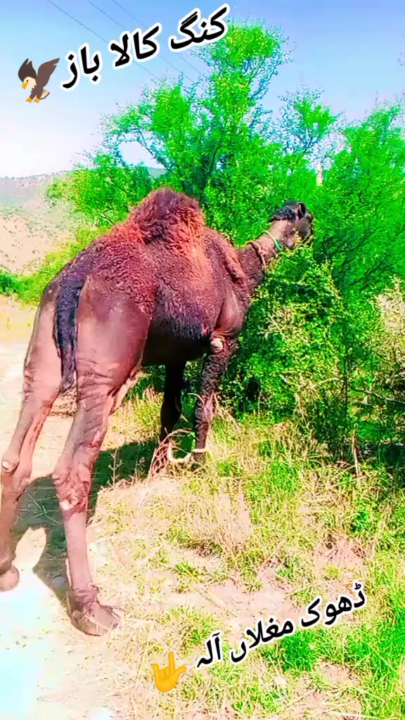 @🌹نوکر ~غازی~ دا🙏