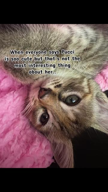 @MOO
