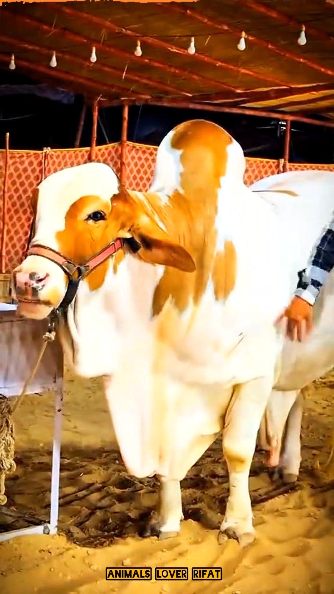 @Animals Lover Rifat