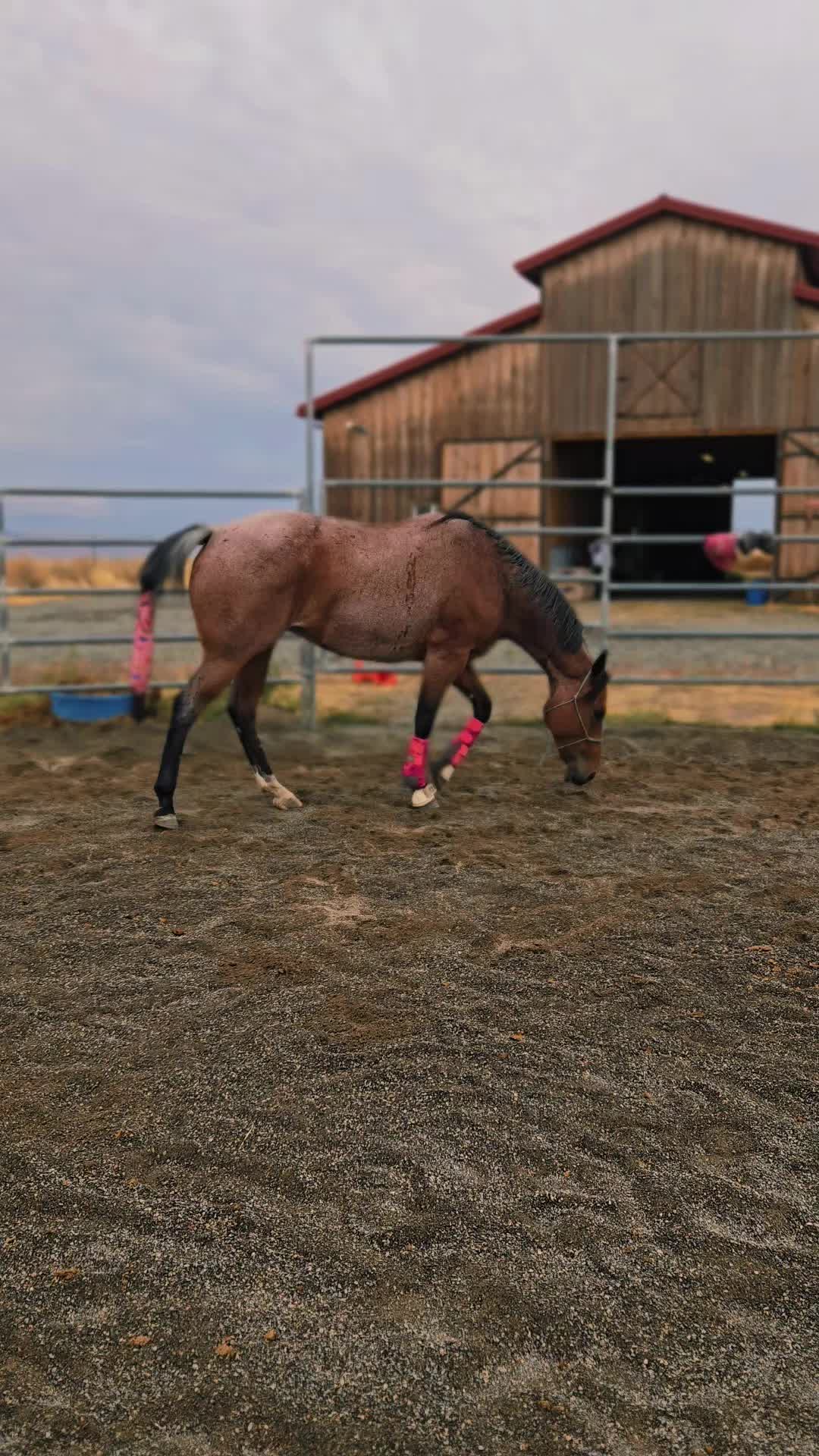 @Cowgirl Tuff Colt Training ❤️