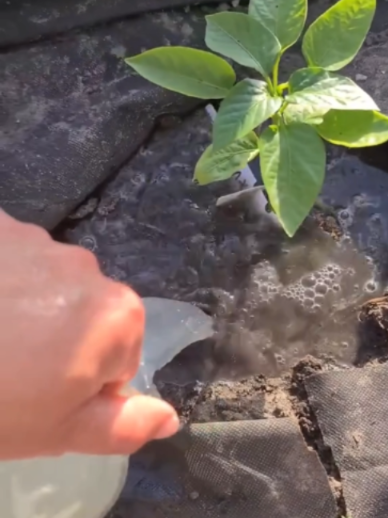 @Grow Garden | Plantas