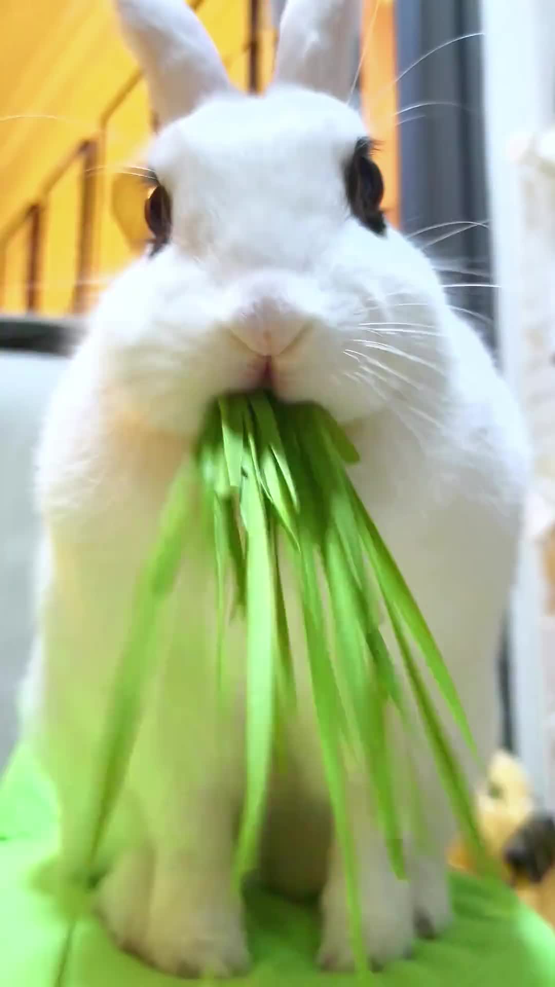 @RabbitBall