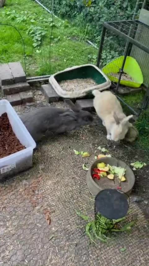 @🐄 Puschelfu&szlig; 🐎
