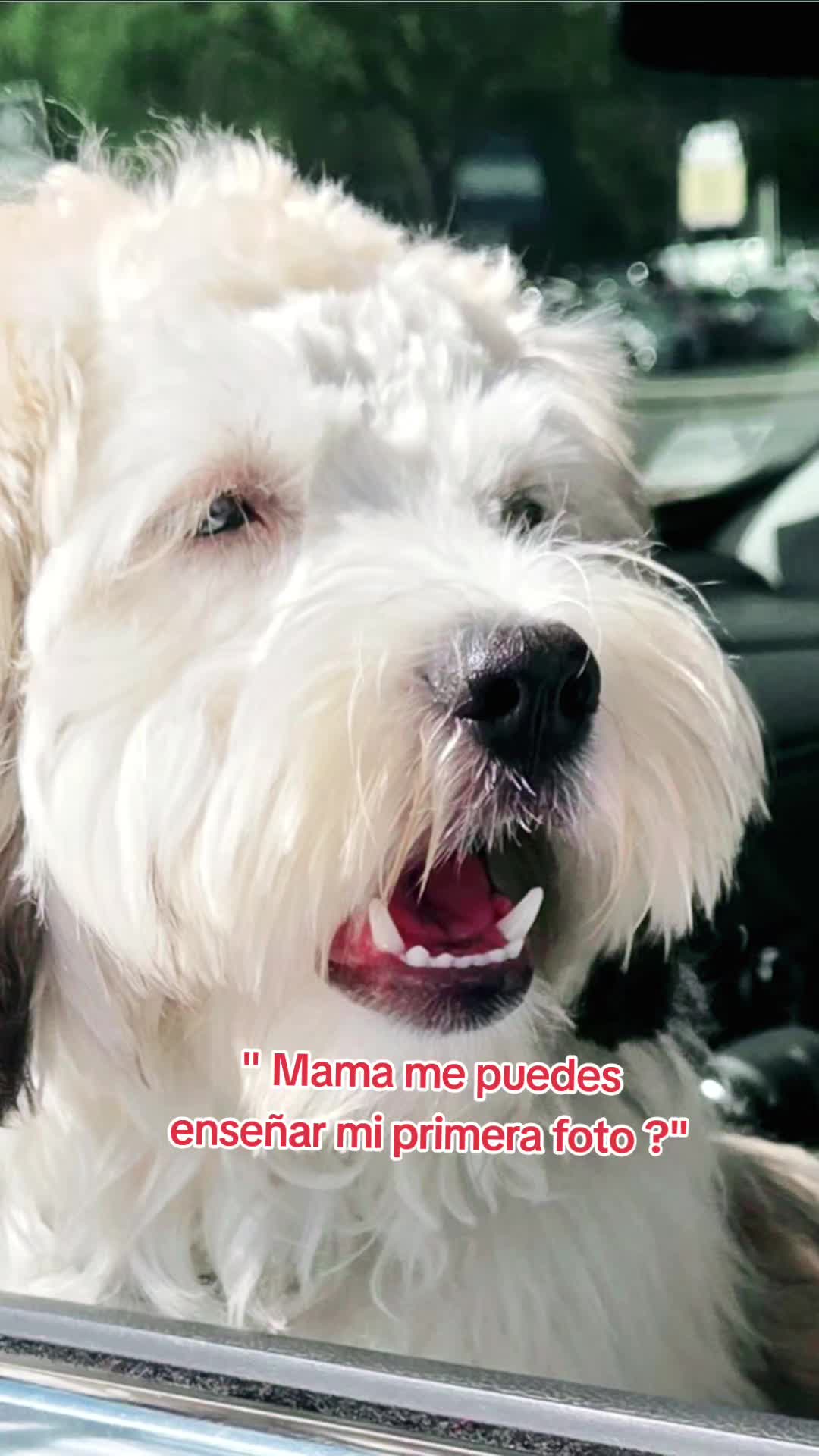 @Coco 💙🐶🐾