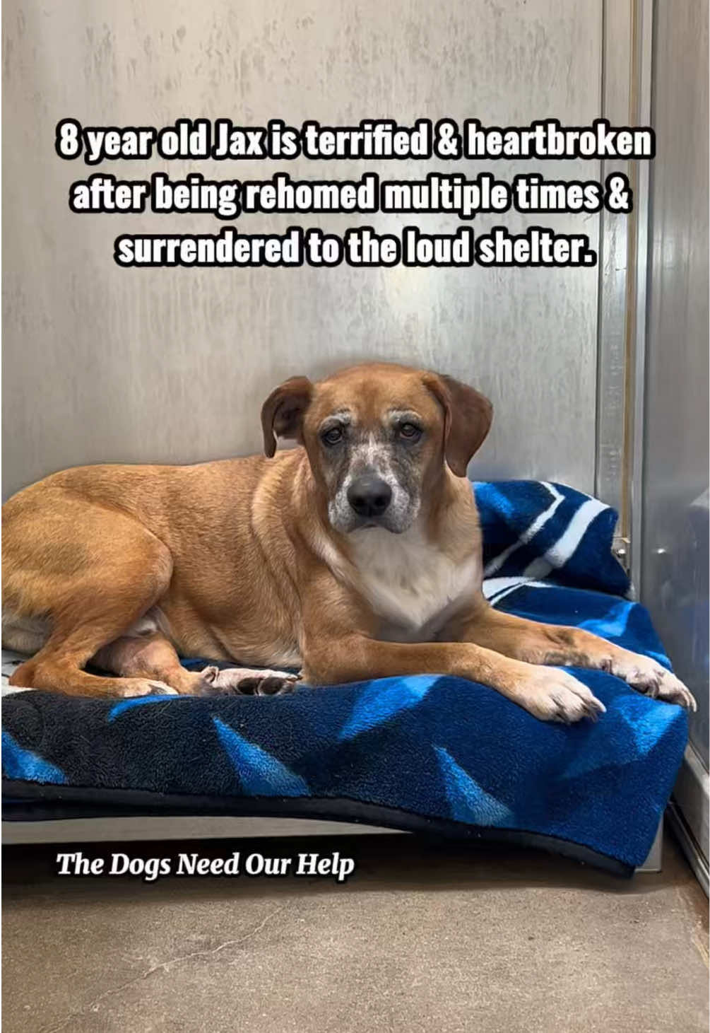 @The Dogs Need Our Help